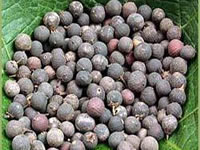 Embelia ribes